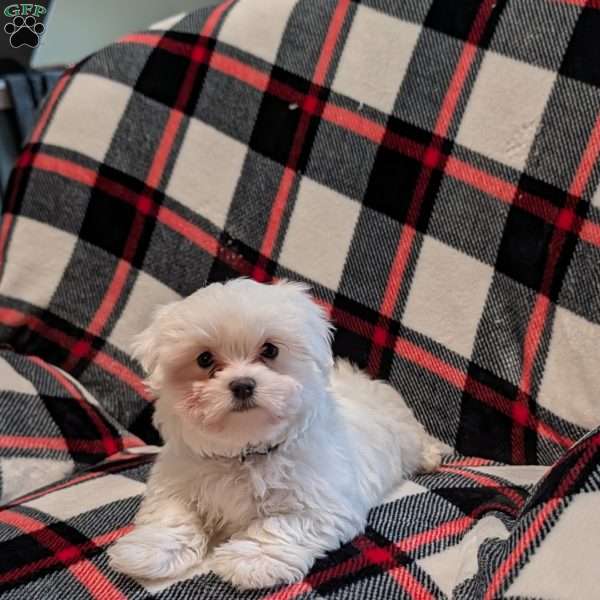 Silver, Maltese Puppy